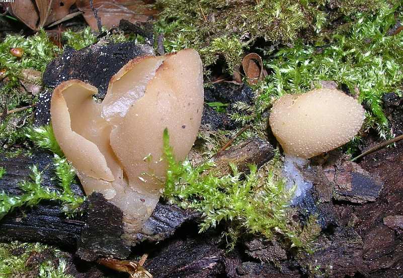 St. Chrischona ( CH )   30. Aprile 2005